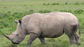 White rhino shot dead at Florida safari park after ‘aggressively’ escaping enclosure
