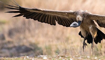 Shift in India's Vulture Population Linked to Half a Million Human Deaths