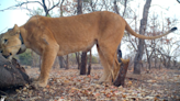 Endangered lion is feared dead, then reappears with a surprise in Senegal, video shows