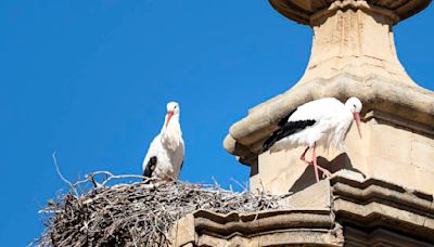 Así influye el cambio climático en las aves migratorias en Aragón