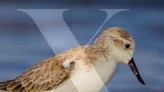 WWF capitalizes on death of Twitter bird logo to highlight real species facing extinction