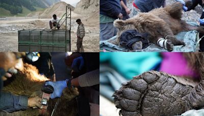 Plastic Reaches The Diet Of The Himalayan Brown Bear, Reveals Study