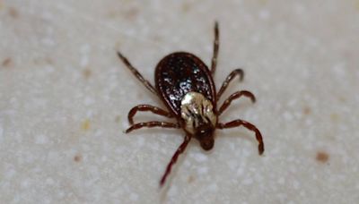 Ticks are on the rise in the Kansas City area. Here’s what to do if you get bitten