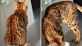 Laughter at Bengal cat's hilarious way of getting revenge on dog