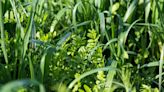 What Are Cover Crops? And How to Plant Them in Your Home Garden