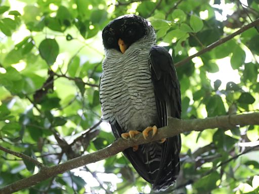 Observadores de aves se despliegan por Panamá en el Global Big Day 2024