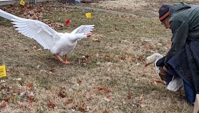 Widowed Geese Get a Second Chance at Love: 'They Never Leave Each Other's Side'