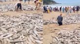 Pescadores capturam quase 30 mil peixes em praia e imagens impressionam; VÍDEO