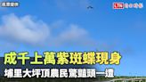 成千上萬紫斑蝶現身埔里大坪頂 農民驚豔頭一遭（民眾、陳新豪提供） - 自由電子報影音頻道