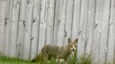 Coyotes looking for love pose a danger to your pets: What to do when you see one