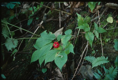 Wild ginseng is declining, but small-scale ‘diggers’ aren’t the main threat to this native plant − and they can help save it - EconoTimes