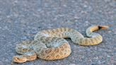 How to avoid rattlesnakes in Pueblo and what to do if you come across one