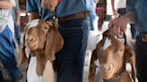 As St. Joseph County 4-H Fair ends, kids raising livestock repeat bittersweet ritual