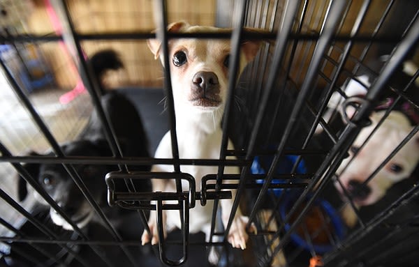 Outbreaks temporarily close two Chattanooga-area animal shelters | Chattanooga Times Free Press