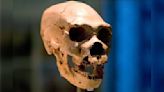 ¿Por qué algunos grupos de personas hoy en día tienen más ADN neandertal que otros?