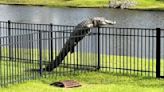 Alligator Filmed Climbing In A Fence In South Carolina