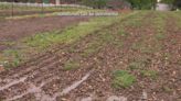 Farmers enjoying rain, but not this much rain