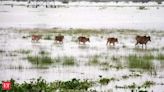 Assam floods: 131 wild animals, including 6 rhinos, dead in Kaziranga National Park