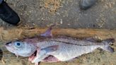 Coddock? Sea sleuths work to uncover mystery of new cod-haddock-like fish