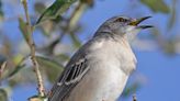 For 95 years the mockingbird has been Florida’s state bird. Let’s keep it that way. | Marion P. Hammer
