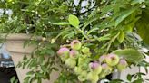 A sweet, native and nutritious snack from the garden? Look no further than blueberries