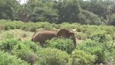 RAW VIDEO: Elephants Have Names For Each Other Just Like Humans 4/5