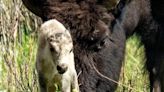 Reported birth of rare white buffalo calf in Yellowstone park fulfills Lakota prophecy