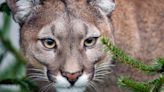 Child, 8, Survives 'Extraordinarily Rare' Cougar Attack At Olympic National Park