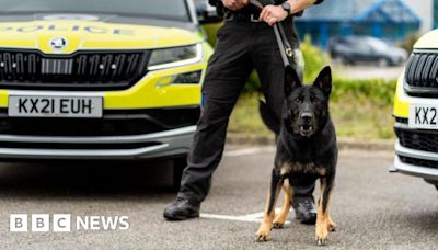 Northamptonshire police dogs graduate into the force