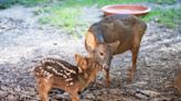 Brandywine Zoo in Delaware welcomes a baby pudu. Check out how cute he is.