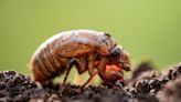 For cicadas, it's safety in numbers. Is climate change throwing off their timing?