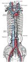 Inferior vena cava