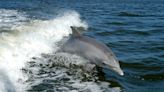 Dolphin stranded in N.J. creek could be returned to the sea before Memorial Day
