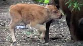 3 adorable baby bison born at Oakland Zoo