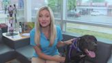 Giving your pet ice cubes when it's hot outside won't hurt them, and other pet safety tips for extreme heat: VERIFY with Stephanie Haney