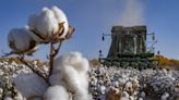 美中貿易戰火藥味濃！白宮宣布封殺26家中國棉花企業