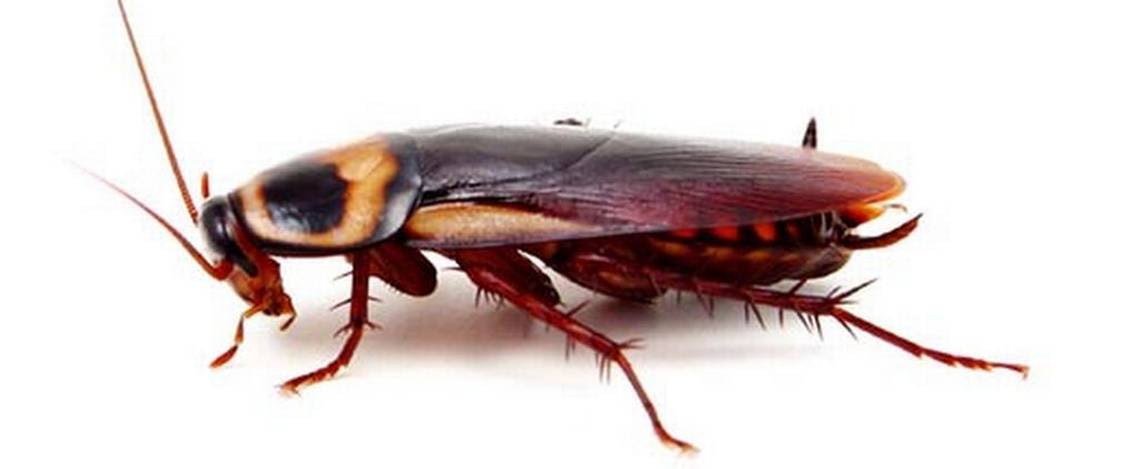 Summer heat pushes Palmetto bugs into SC homes. Here are the signs you have an infestation