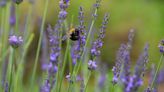 A 'sea of purple' is now blooming at 123 Farm's Lavender Festival