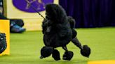 Sage the Miniature Poodle Achieves Canine Glory at the Westminster Dog Show