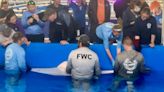 Sawfish is euthanized after rescuers try to rehabilitate it