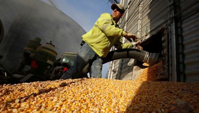 Deral reduz previsão de 2ª safra de milho do Paraná Por Reuters