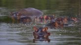 Fallecimiento de Vanessa, el icónico hipopótamo de Hacienda Nápoles