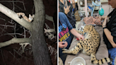 Serval found in Cincinnati tree tests positive for cocaine