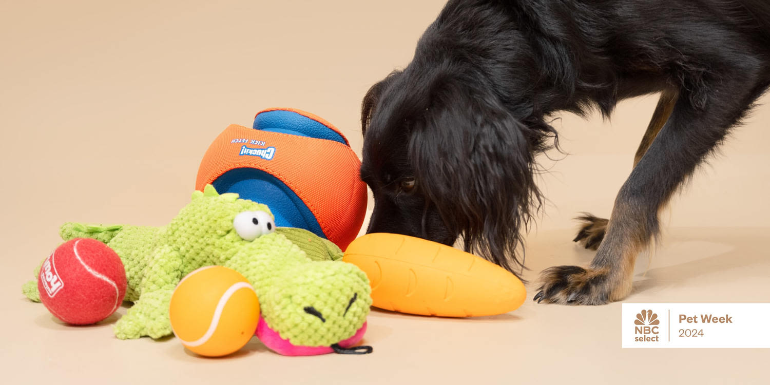 The best toys for every type of dog