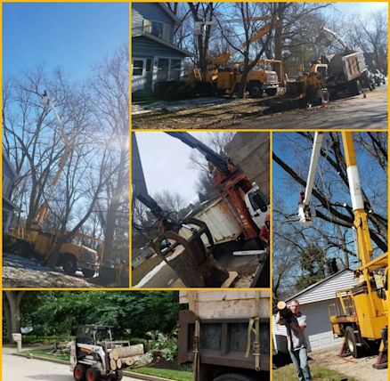 smetters-tree-service-rockford- - Yahoo Local Search Results