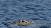 Corpo de mulher é encontrado na boca de um crocodilo no Texas