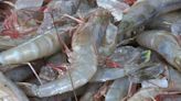 Shrimping season opens in full off South Carolina coast