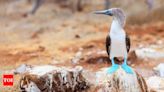 Everything you need to know about blue-footed birds and what makes them so unique - Times of India