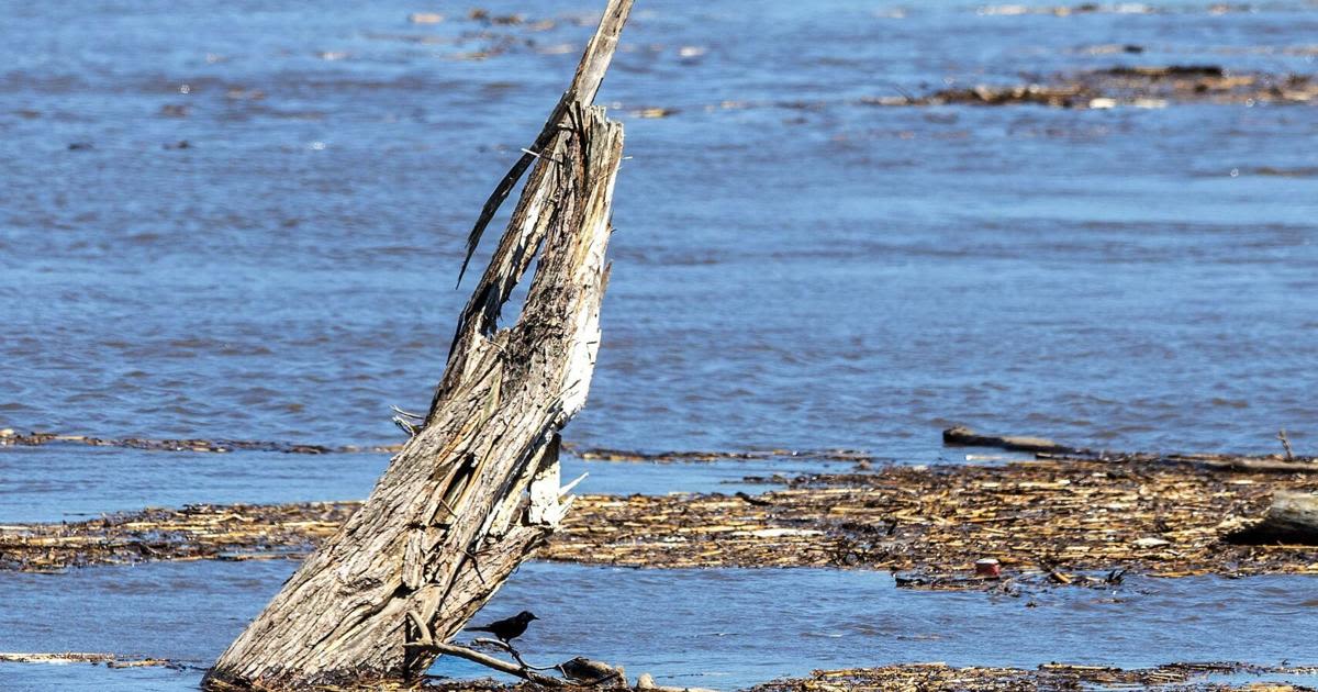 The Missouri River is rising. Here's what that means for the Omaha metro