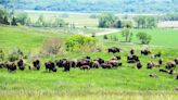 Ponca Tribe of Nebraska awarded $4.8 million grant to build buffalo processing facility